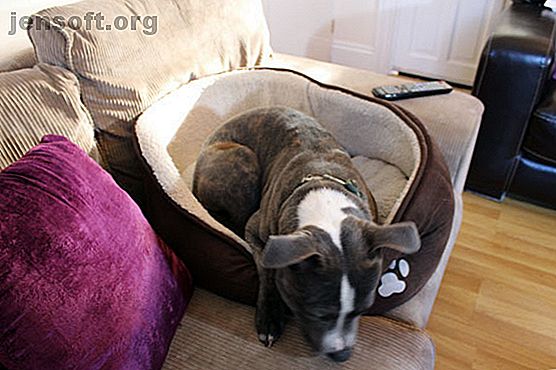 chien dans le lit de chien sur le canapé